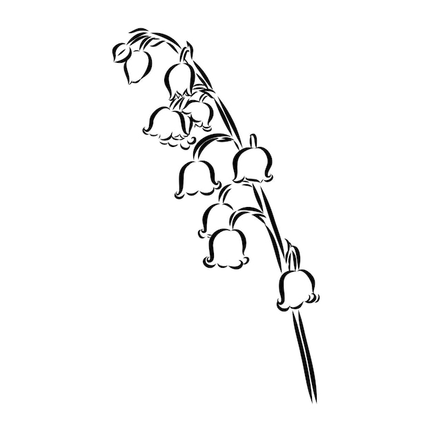 Dibujo de línea de contorno en blanco y negro incoloro de rama de valle de lirio único aislado vectorial