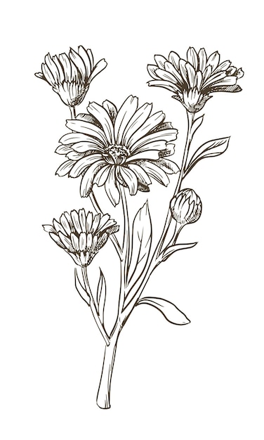 Dibujo de la línea de una flor de caléndula Elementos de contorno de diseño floral aislados en una ilustración de vector de fondo blanco Un ingrediente para preparaciones medicinales y cosméticas de té de hierbas