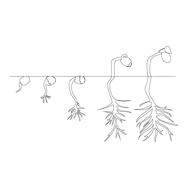 Dibujo de una línea Ilustración de procesamiento de crecimiento de plantas