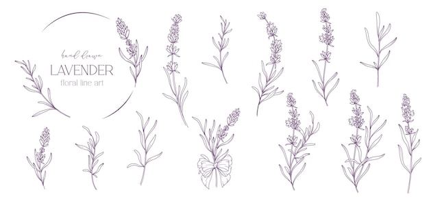 Dibujo de línea de lavanda Buquetes florales en blanco y negro Página de colorear de flores Arte de línea floral