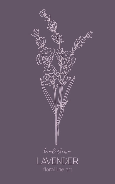 dibujo de línea de lavanda contorno ilustración de lavanda dibujado a mano lavanda flores minimalistas