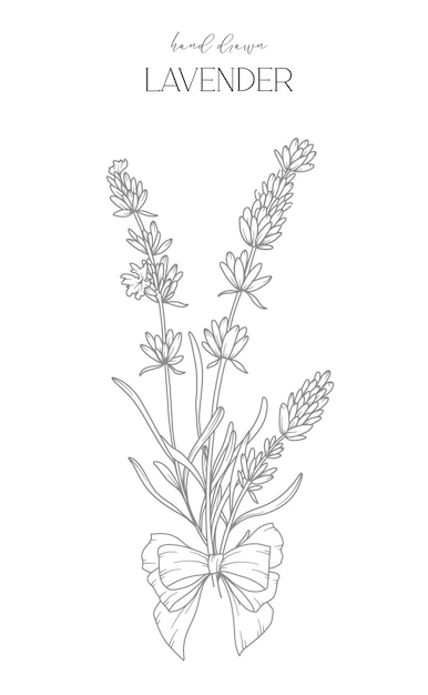 Dibujo de línea de lavanda marcos florales en blanco y negro arte de línea floral línea fina lavanda