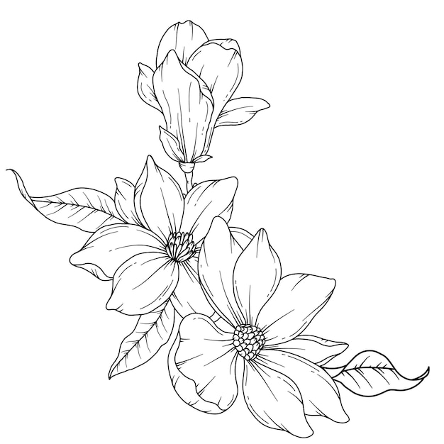 Vector dibujo de línea de magnolia arte de línea floral página de colorear flores ilustración botánica dibujada a mano