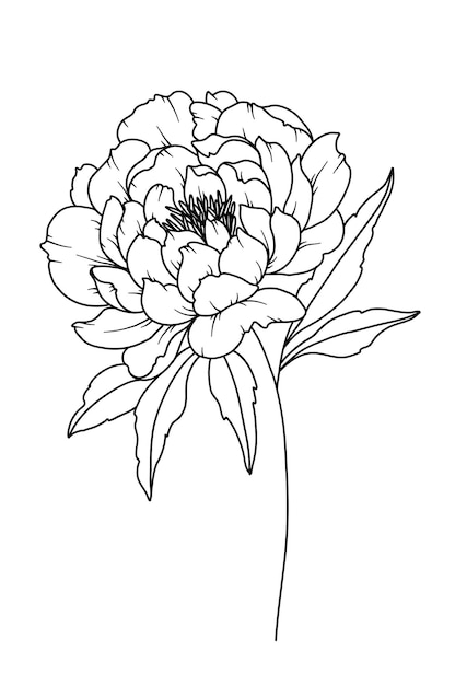 Vector dibujo de línea de peonía ramos florales en blanco y negro página de colorear flores arte de línea floral