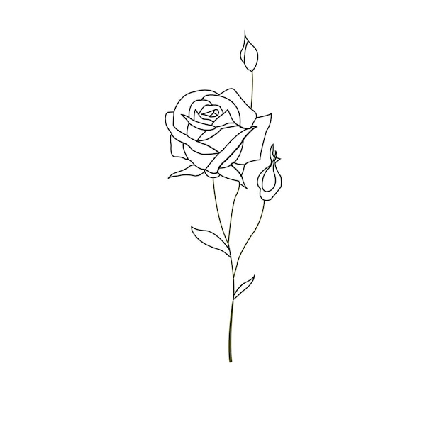 Vector dibujo de una línea rosa de jardín con hojas esbozo dibujado a mano conjunto de flores ilustración vectorial