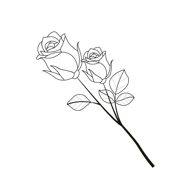 Dibujo de una línea rosa de jardín con hojas esbozo dibujado a mano conjunto de flores ilustración vectorial