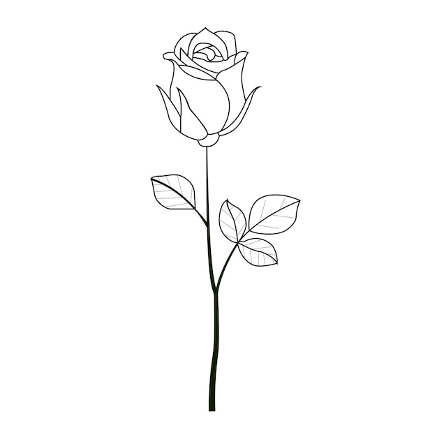 Dibujo de una línea rosa de jardín con hojas esbozo dibujado a mano conjunto de flores ilustración vectorial