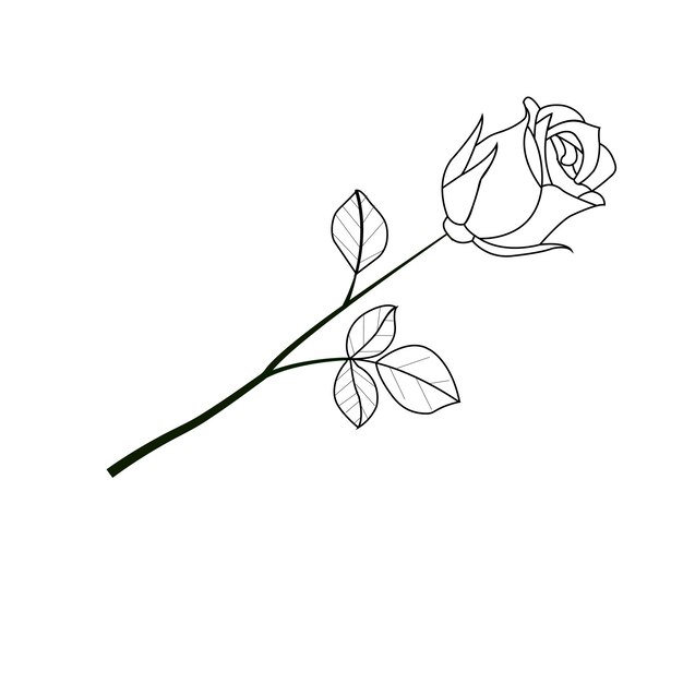 Vector dibujo de una línea rosa de jardín con hojas esbozo dibujado a mano conjunto de flores ilustración vectorial