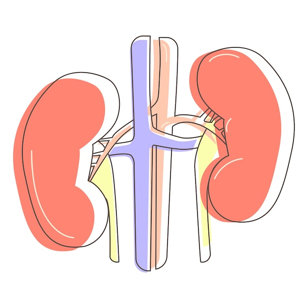 Dibujo de línea del sistema urinario del riñón humano Ilustración vectorial de órganos vitales humanos