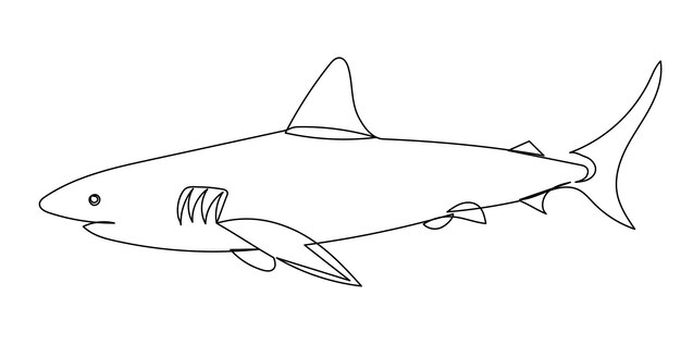 Vector dibujo de línea de tiburón en vector de fondo blanco