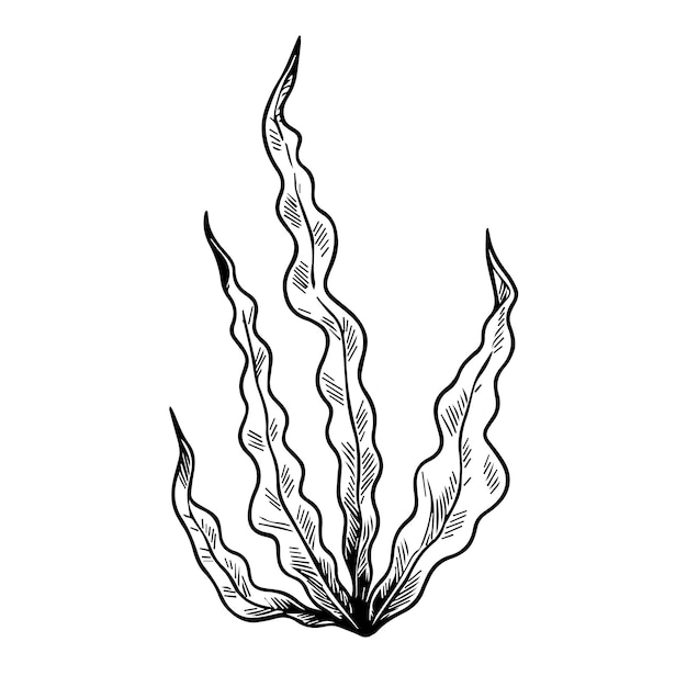 Dibujo de línea vectorial de algas marinas en blanco y negro