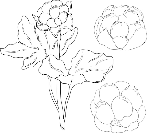 Dibujo de línea vectorial de Cloudberry Icon de superalimento de bayas orgánicas para páginas de colorear carteles de etiquetas