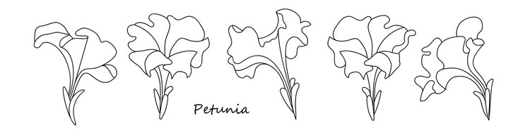 Vector dibujo lineal de flores de petunia.