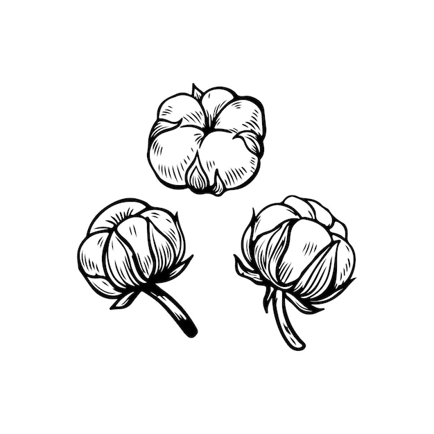Dibujo de líneas de algodón aisladas sobre fondo blanco