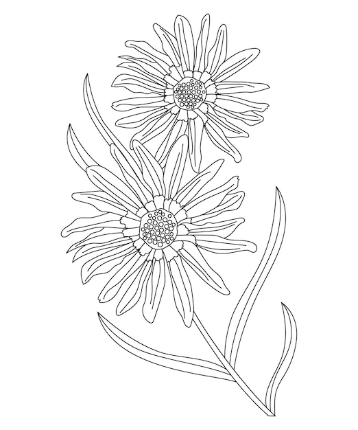 Dibujo de líneas vectoriales de flores de Gazania Ilustración de aislamiento sobre un fondo blanco