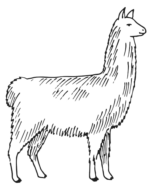 Dibujo de llama grabado de alpaca doméstica animal dibujado a mano