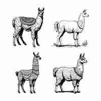 Vector un dibujo de una llama con un suéter en él