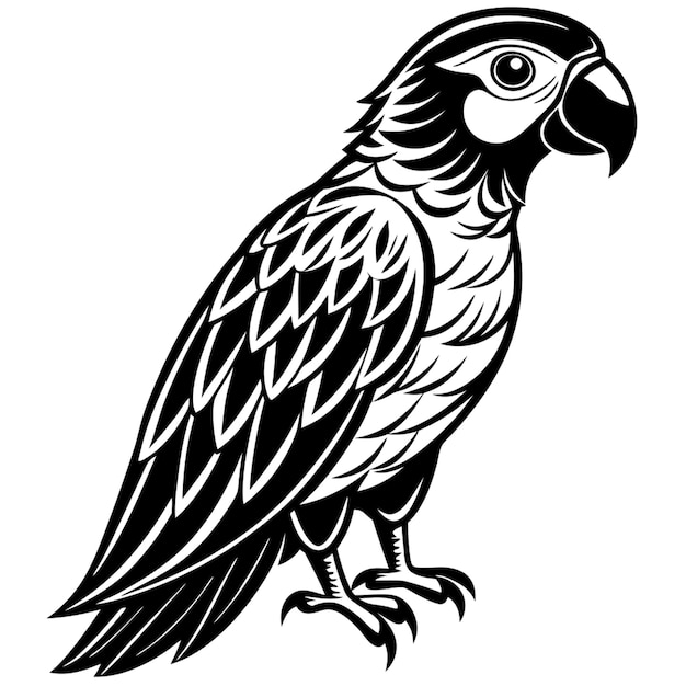 un dibujo de un loro con un fondo blanco y negro