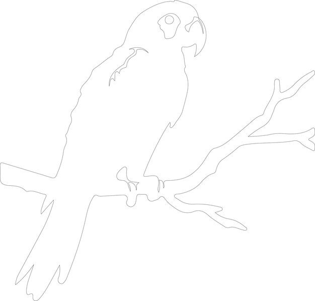 un dibujo de un loro con un fondo blanco