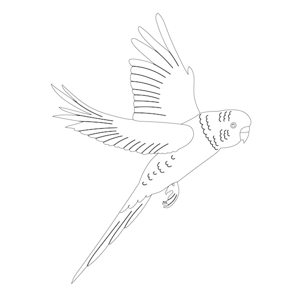 Dibujo de loro volando sobre un vector de fondo blanco.