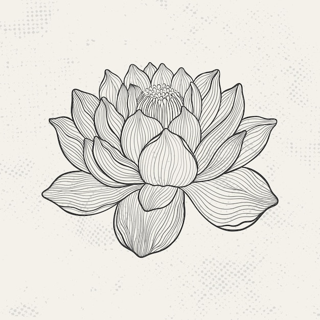 Vector dibujo de loto con líneas finas y elegantes flor aislada sobre un fondo claro loto botánico grabado vintage