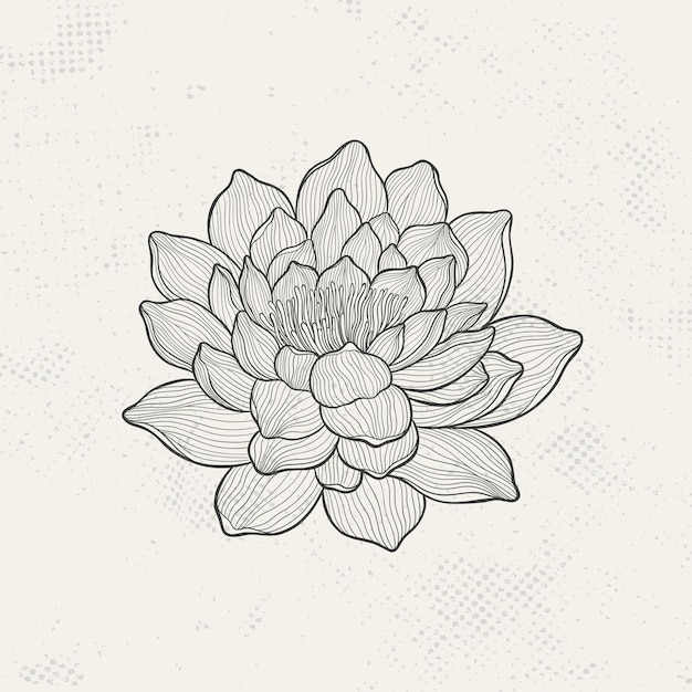 Dibujo de loto con líneas finas y elegantes flor aislada sobre un fondo claro loto botánico grabado vintage