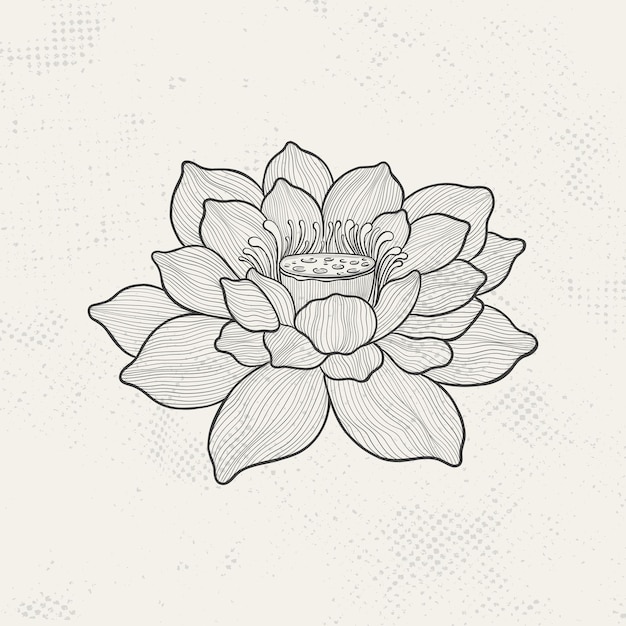 Vector dibujo de loto con líneas finas y elegantes flor aislada sobre un fondo claro loto botánico grabado vintage