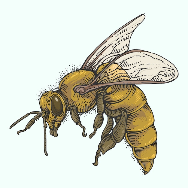 dibujo a mano de abeja en color