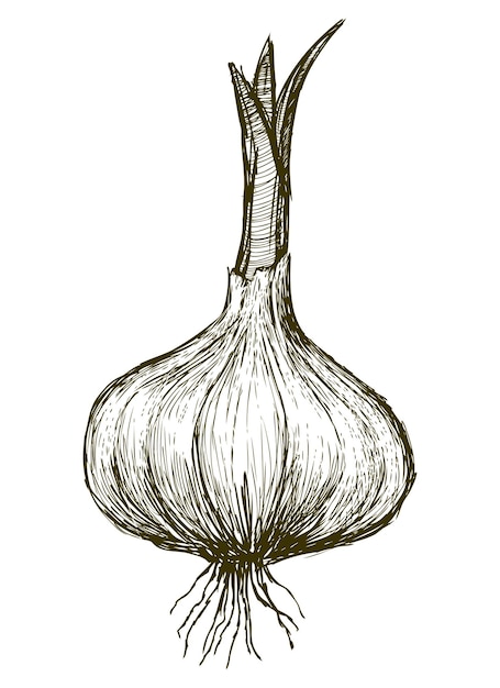 Dibujo a mano de ajo germinado con ilustración vectorial de raíces aislada en blanco