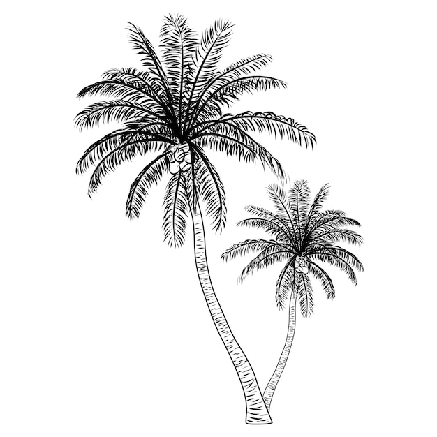 Dibujo a mano de arte vectorial de palmeras