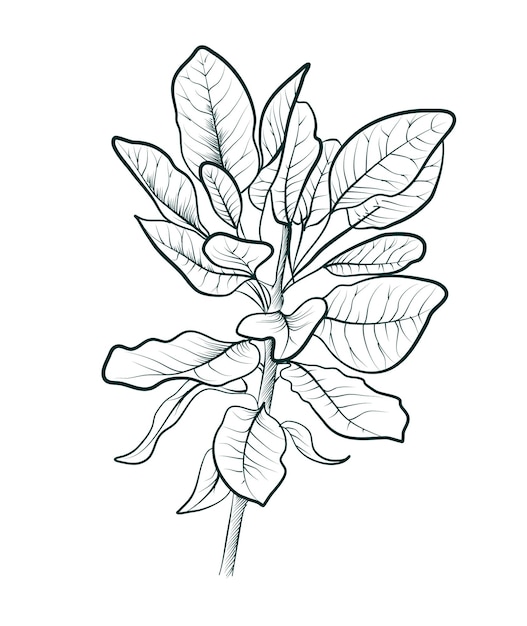 Dibujo a mano en blanco y negro de una rama de un árbol de manzana con vector de hojas