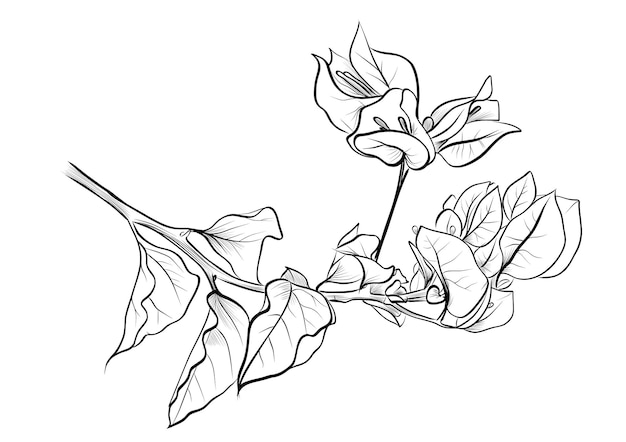 Dibujo a mano en blanco y negro de una rama en flor de un vector de buganvilla