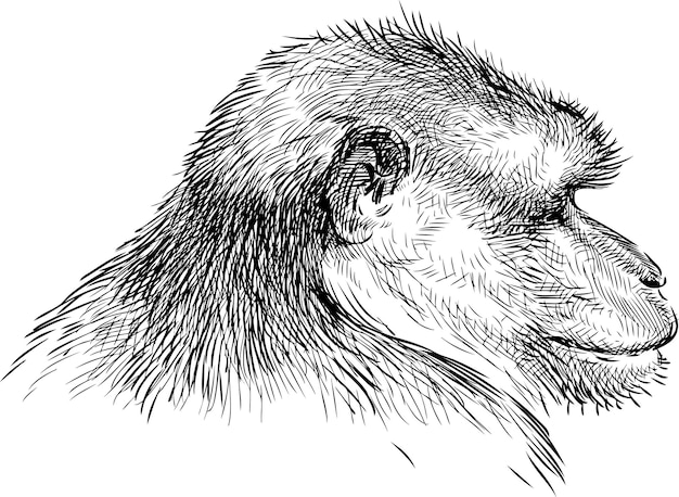Dibujo a mano de la cabeza de un mono.