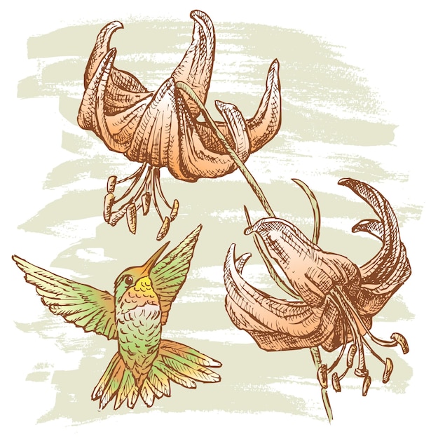 Dibujo a mano de colibrí y lirios.