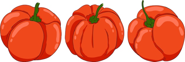 Dibujo a mano de coloración roja de la baya de acerola cereza de Barbados Malpighia emarginata Ilustración de lo exótico