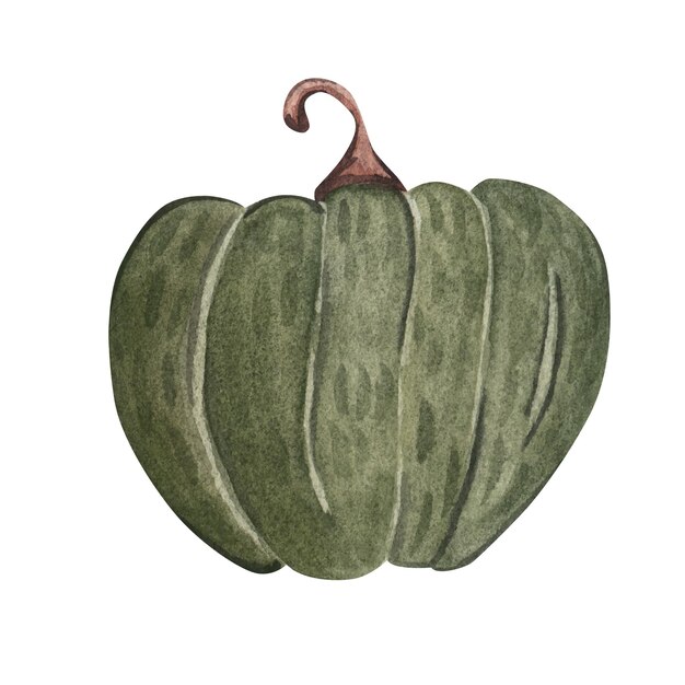 Dibujo a mano de dibujos animados de calabaza verde Ilustración en acuarela