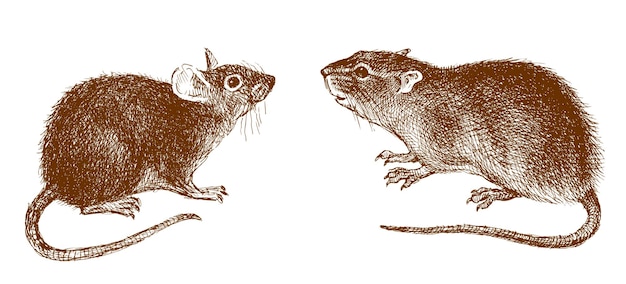 Dibujo a mano de dos lindas ratas rojas con colas largas aisladas en blanco