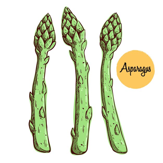 Dibujo a mano de espárragos vegetales para cocinar. Ilustración de vector de espárragos incompletos