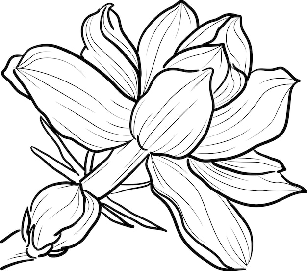 dibujo a mano de flor de jazmín para colorear