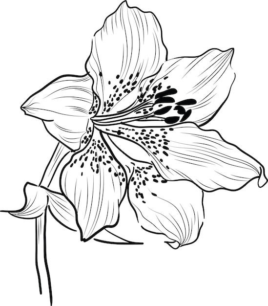 dibujo de la mano de la flor de la orquídea