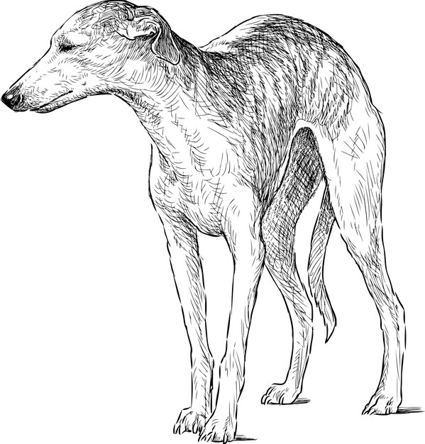 Dibujo a mano de un galgo italiano