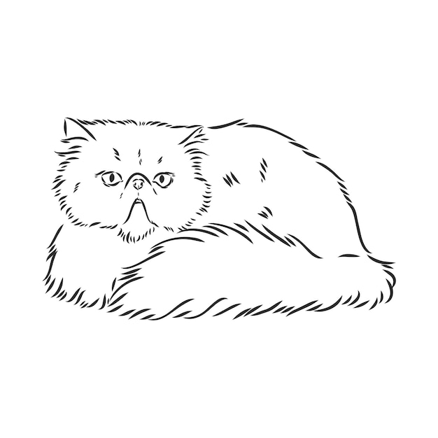 Dibujo a mano gato persa vector versión gato persa dibujo vectorial