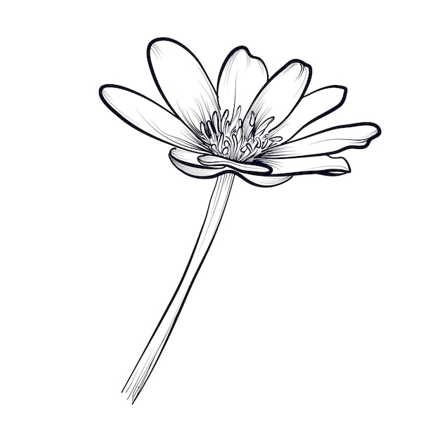 Dibujo a mano de una ilustración vectorial de una flor de mariposa