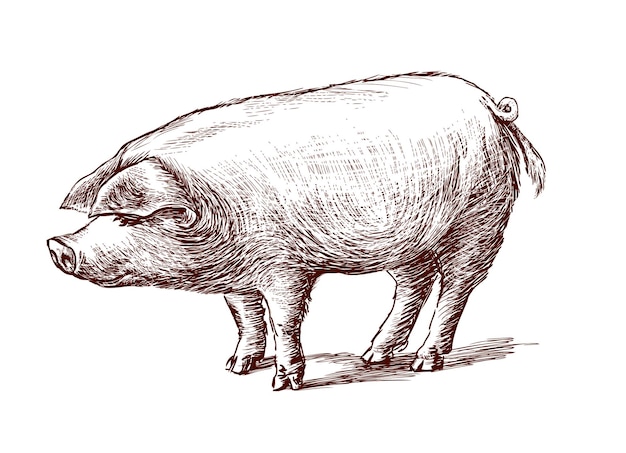 Vector dibujo a mano de lindo cerdo doméstico