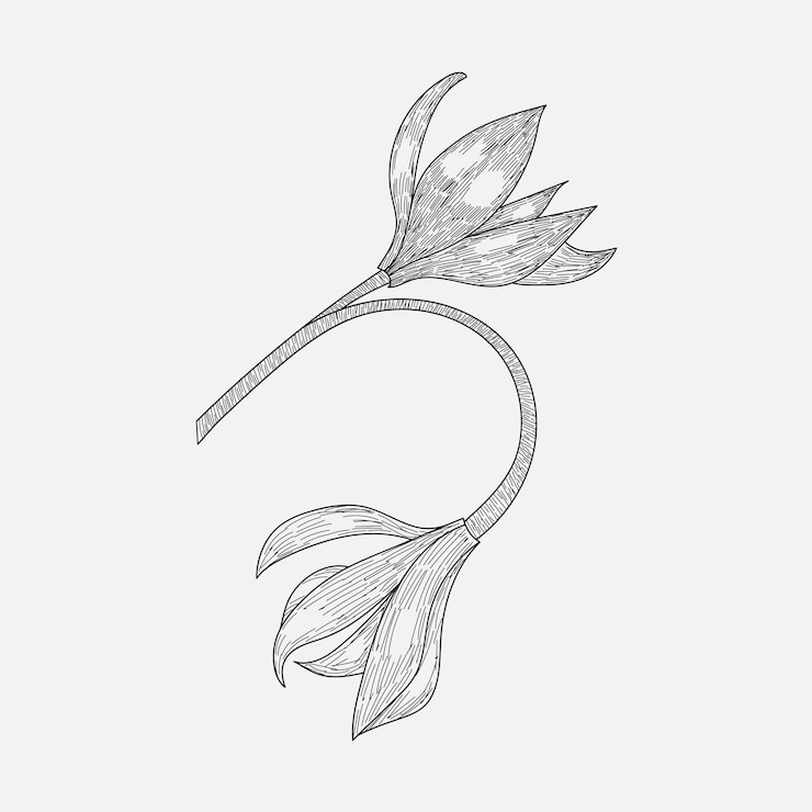 Vector dibujo a mano de línea mínima e ilustración de flor de boceto