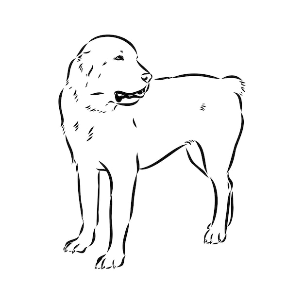 Dibujo a mano del perro Akbash Ilustración vectorial aislada en fondo blanco Esbozo vectorial del perro Akgash