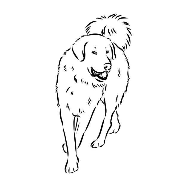 Dibujo a mano del perro Akbash Ilustración vectorial aislada en fondo blanco Esbozo vectorial del perro Akgash