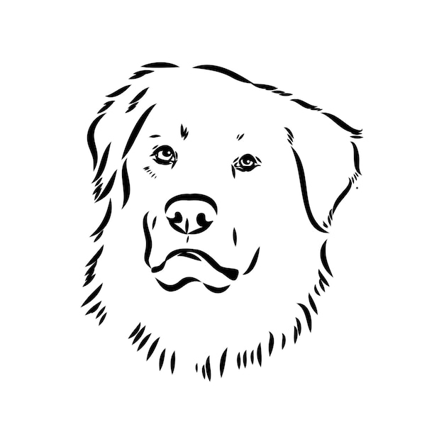 Vector dibujo a mano del perro akbash ilustración vectorial aislada en fondo blanco esbozo vectorial del perro akgash