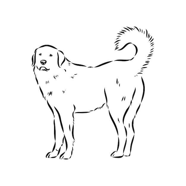 Vector dibujo a mano del perro akbash ilustración vectorial aislada en fondo blanco esbozo vectorial del perro akgash