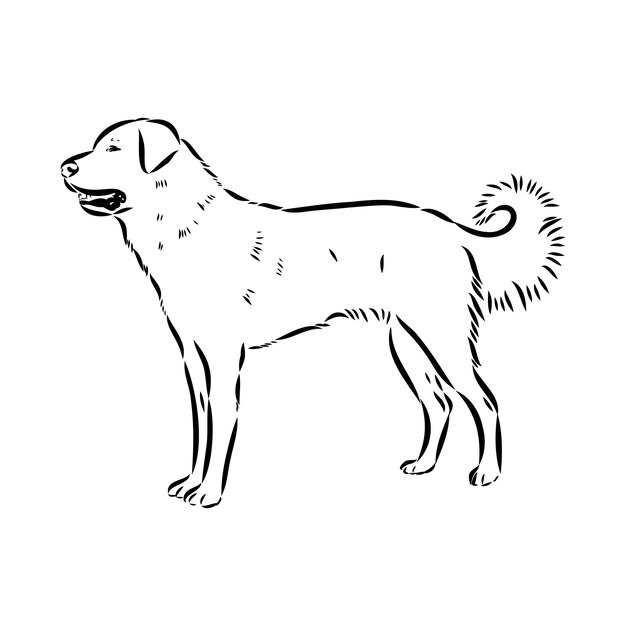 Vector dibujo a mano del perro akbash ilustración vectorial aislada en fondo blanco esbozo vectorial del perro akgash